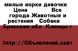 милые иорки девочки › Цена ­ 15 000 - Все города Животные и растения » Собаки   . Брянская обл.,Клинцы г.